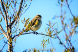 Warbler on branch