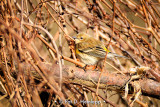 Warbler on branch