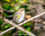 Yellow-rumped Warbler