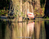 Spoonbill