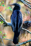 Back view