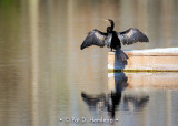 Drying wings