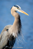 Heron profile