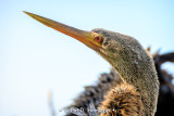 Close view