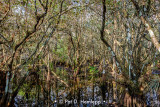 Cypress swamp