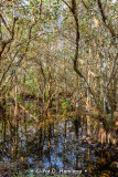 Swamp