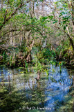 Swamp scene