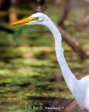 Extended neck