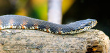 Water snake