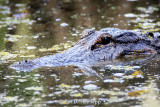 Gator eye