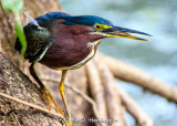 Green Heron