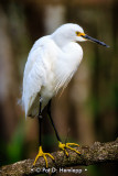 Snowy Egret