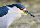 Heron watching