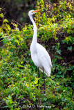 Egret on green