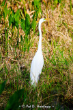 Egret in grass