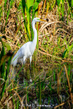 Wading