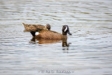 Blue-winged Teal
