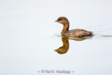 Grebe reflected