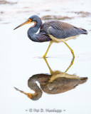 Heron reflected