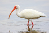 Ibis profile
