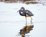 Heron in water