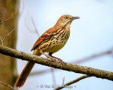 Thrasher on limb