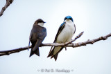 Tree Swallows