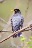 Robin on branch