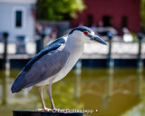 Village heron