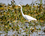 Egret and plants