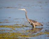 Heron in water
