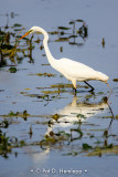 Egret in water