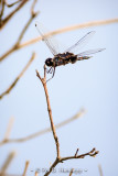 Hanging on