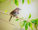 Sparrow at rest
