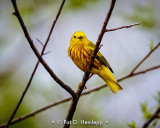 Yellow spot