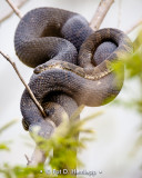 Two snakes