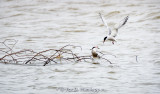 Pair of terns