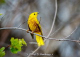 Male warbler