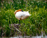 Swan resting