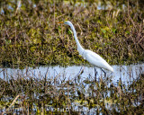 Hunting