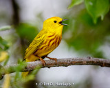 Warbler song