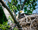 Eagles nest