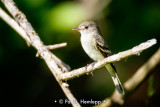 Perched flycatcher
