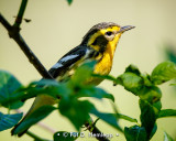Blackburnian