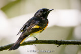 Redstart on limb