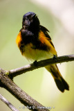 Posing redstart