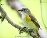 Open beak