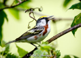 Singing chestnut