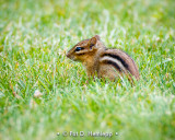 Chipmunk in grass