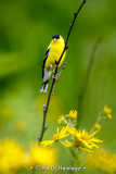 Yellow and green